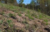 Горелый лес, image of landscape/habitat.