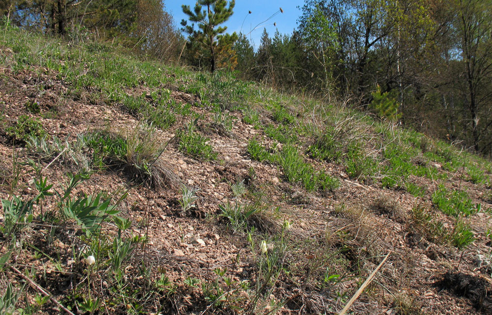 Горелый лес, image of landscape/habitat.