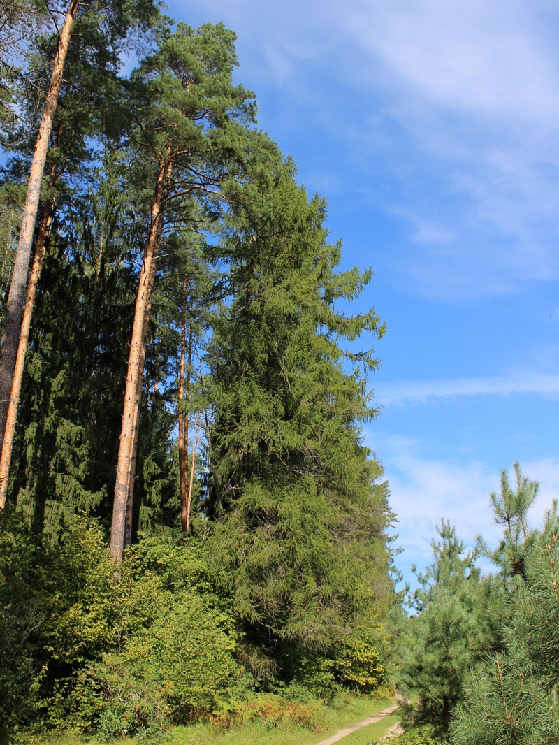 Асино, image of landscape/habitat.
