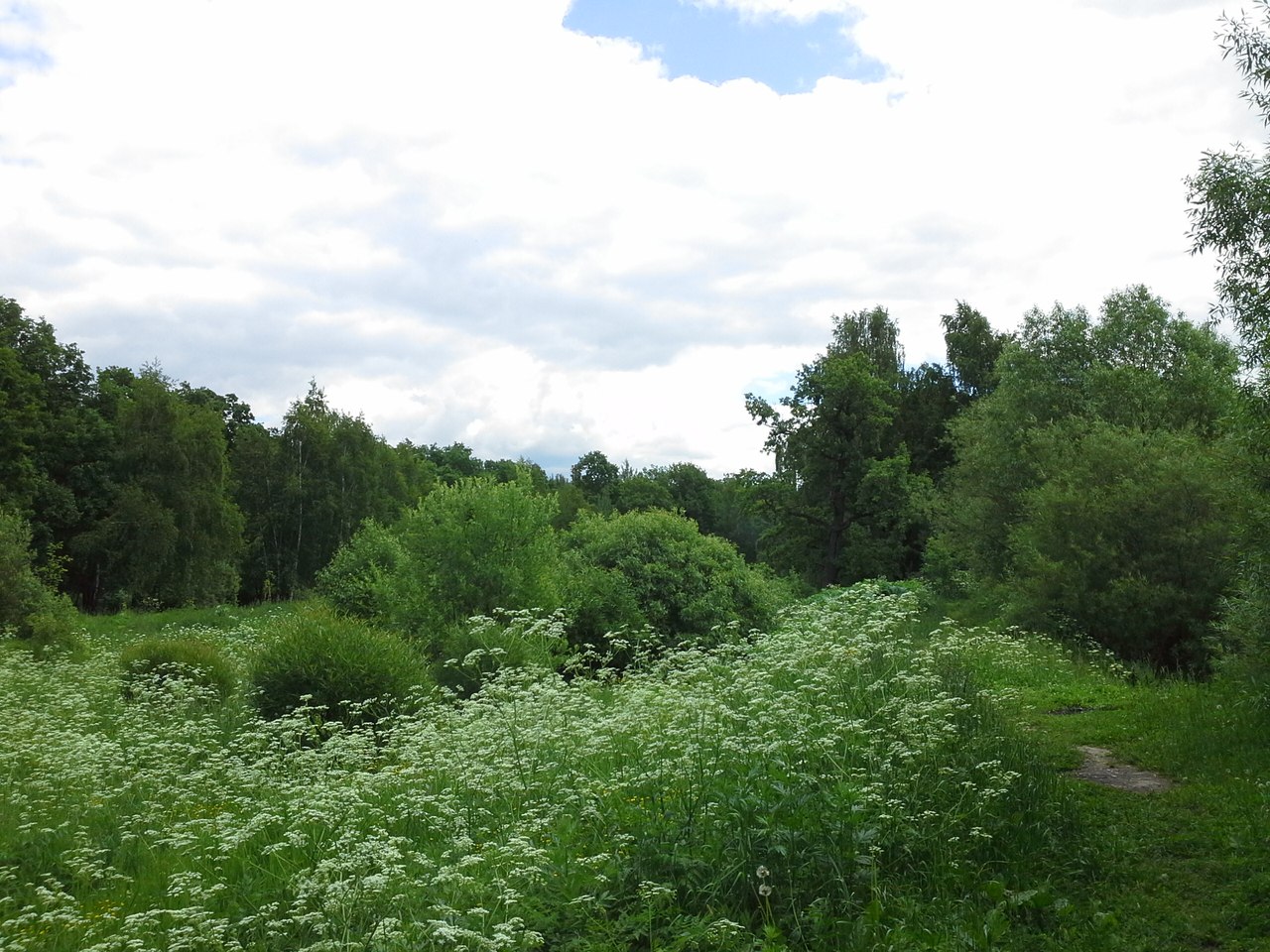 Бутовский лесопарк, изображение ландшафта.