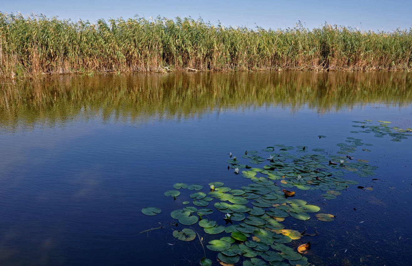 Окрестности села Воскресеновка, image of landscape/habitat.