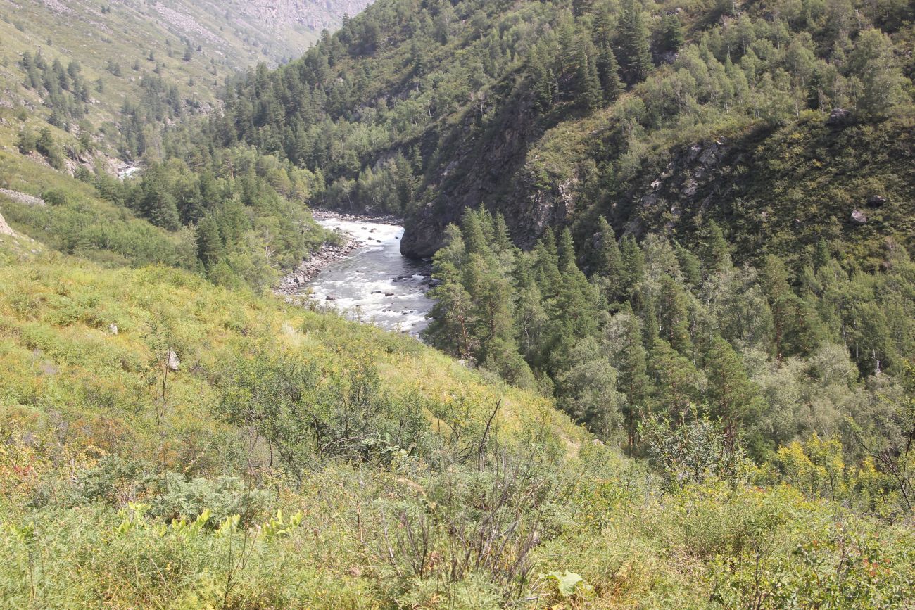 Окрестности ручья Артышту, image of landscape/habitat.