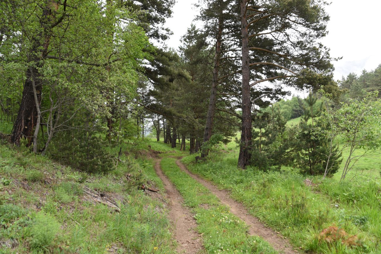 Окрестности урочища Дакхала, image of landscape/habitat.