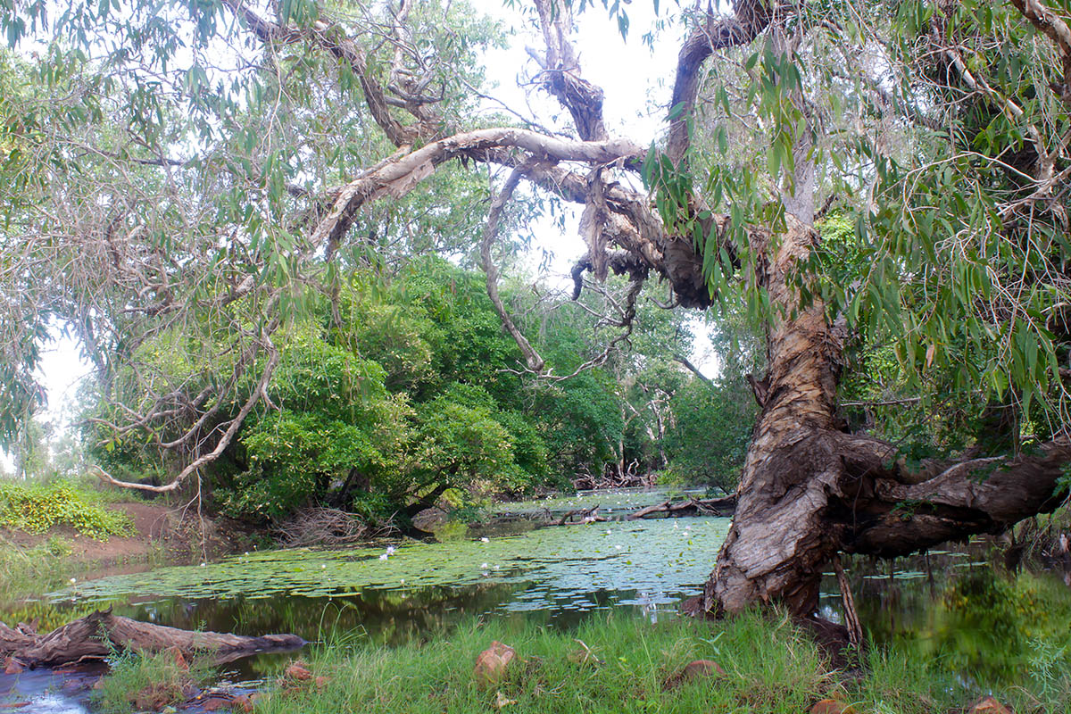 Перри Лагун, image of landscape/habitat.