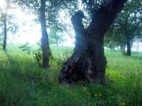 Дельта Волги, Северный Каспий, image of landscape/habitat.