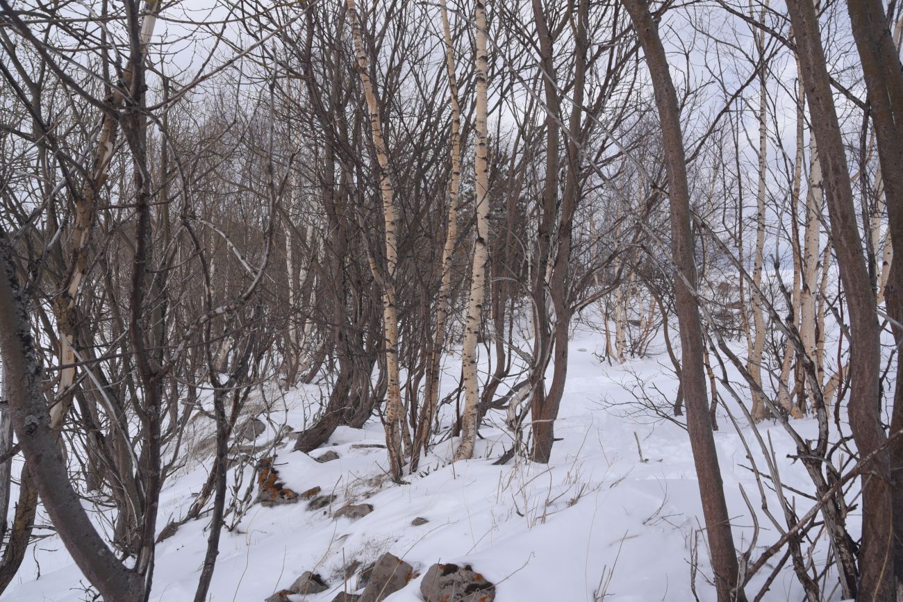 Окрестности ретранслятора, image of landscape/habitat.