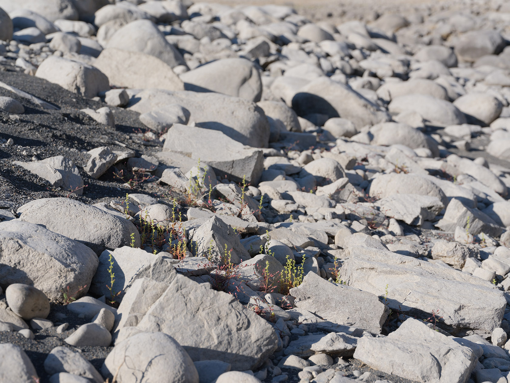 Шадау, image of landscape/habitat.