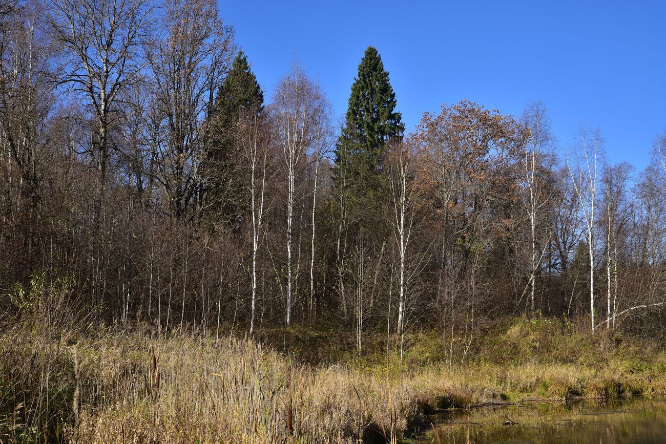 Чёлоховский пруд, image of landscape/habitat.