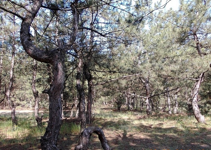 Окрестности села Разумовка, image of landscape/habitat.