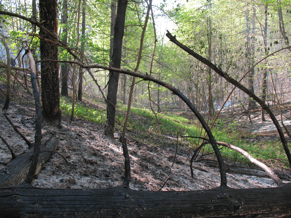 Горелый лес, image of landscape/habitat.