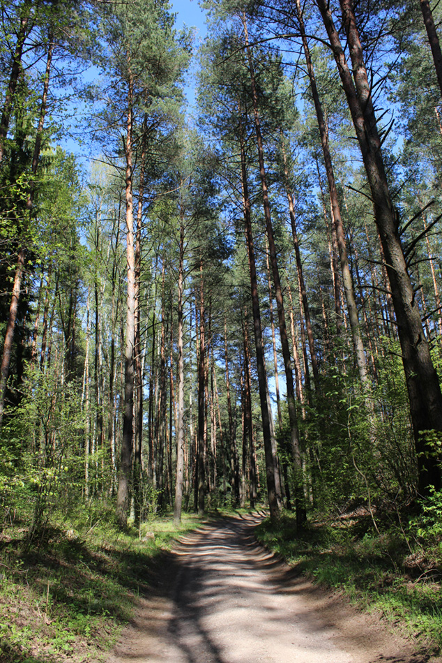 Зелёное, image of landscape/habitat.