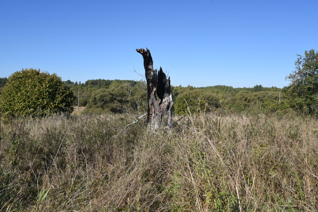Деревня Вдовец, image of landscape/habitat.