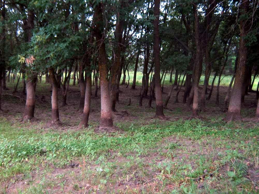 Дельта Волги, Северный Каспий, image of landscape/habitat.