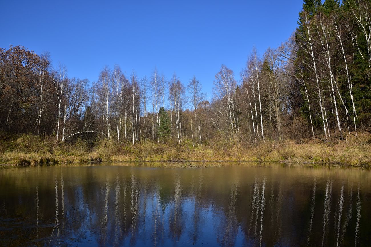 Чёлоховский пруд, image of landscape/habitat.