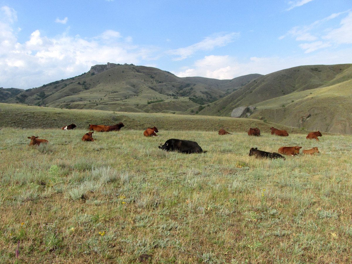 Лисья бухта, image of landscape/habitat.