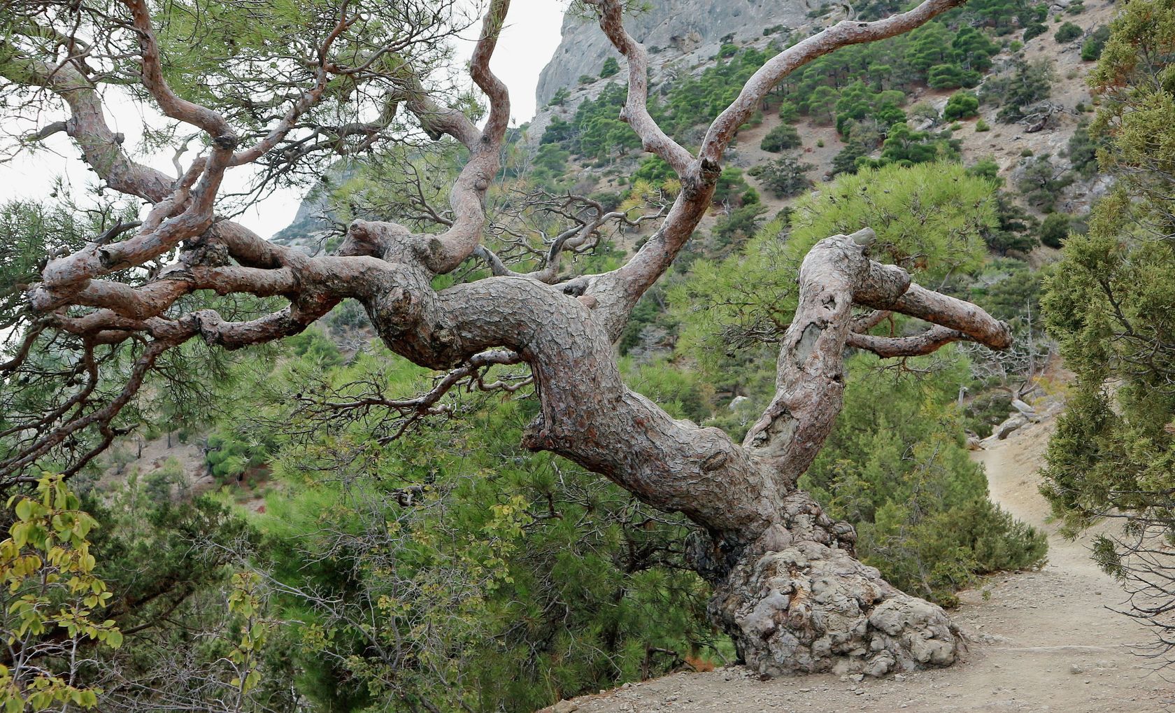 Караул-Оба, image of landscape/habitat.