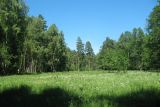 Приокско-Террасный заповедник, image of landscape/habitat.