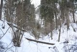 Овраг Волчий, image of landscape/habitat.
