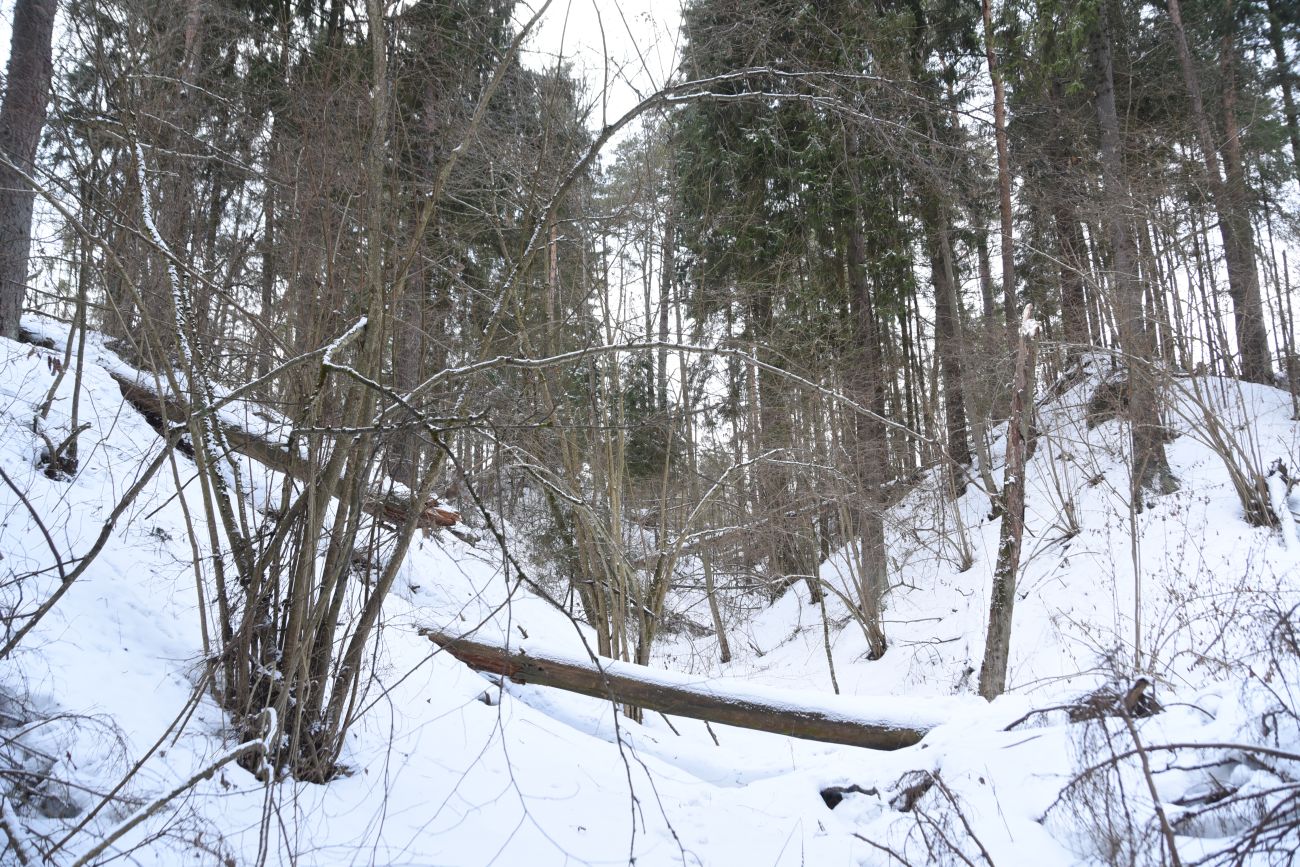 Овраг Волчий, image of landscape/habitat.