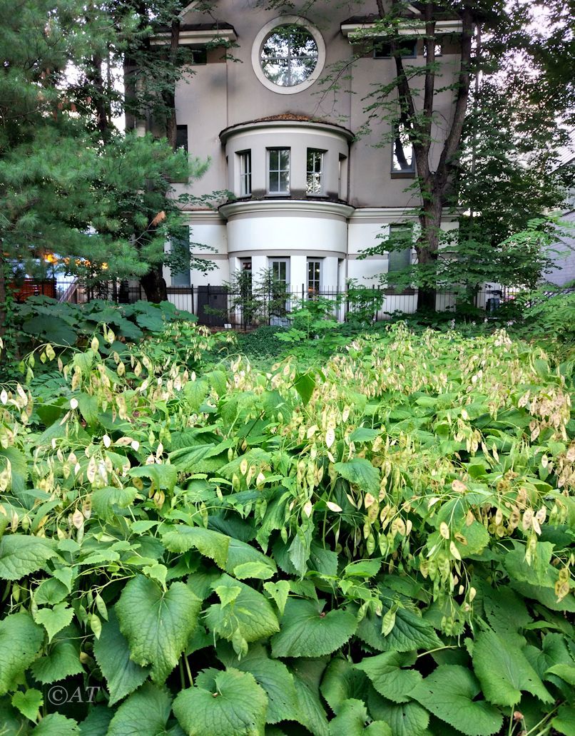 Аптекарский огород, image of landscape/habitat.