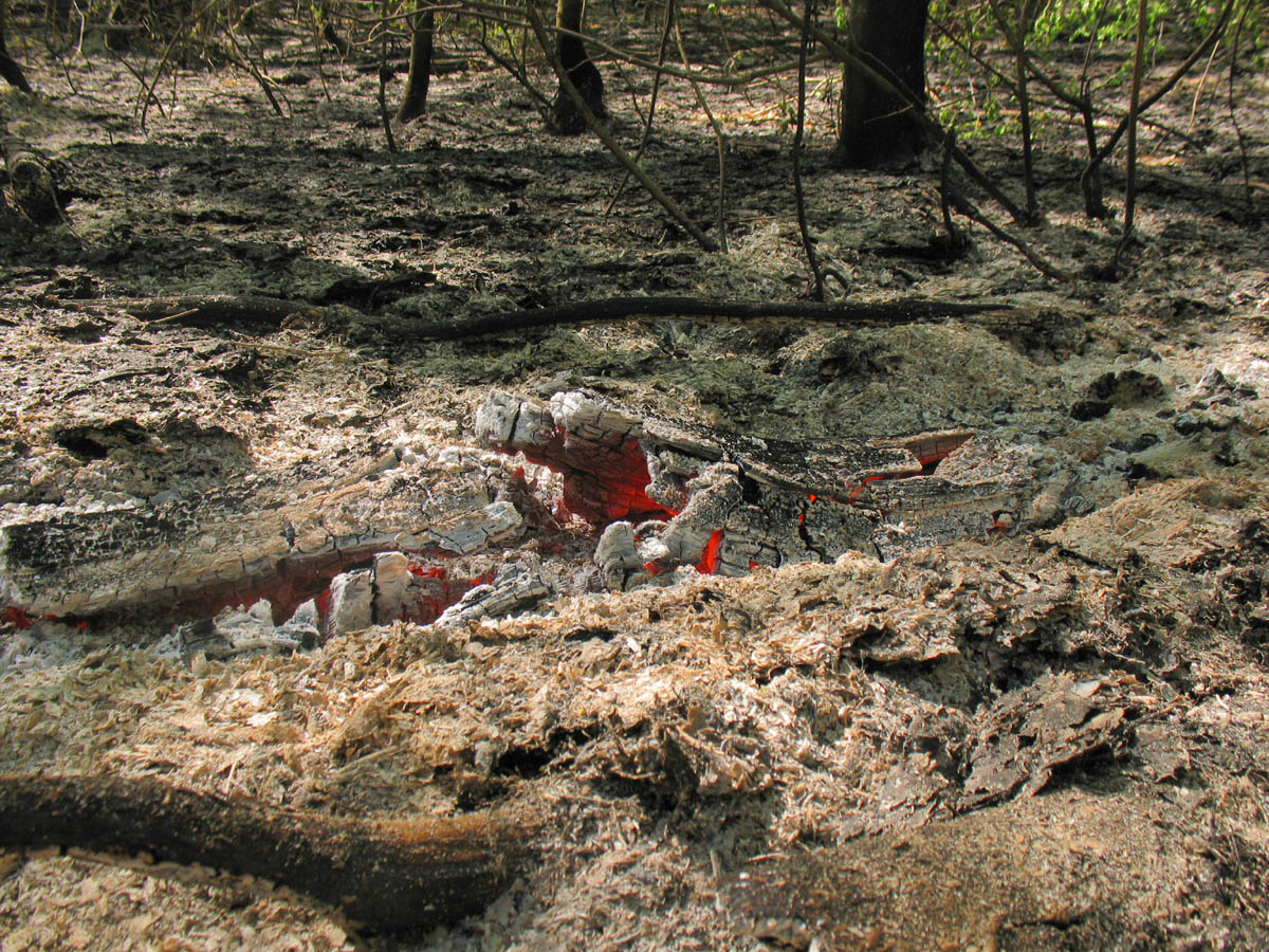 Горелый лес, image of landscape/habitat.