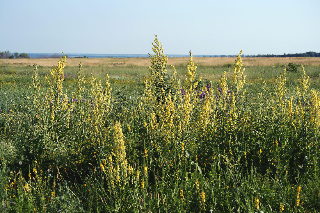 Шипов лес, image of landscape/habitat.