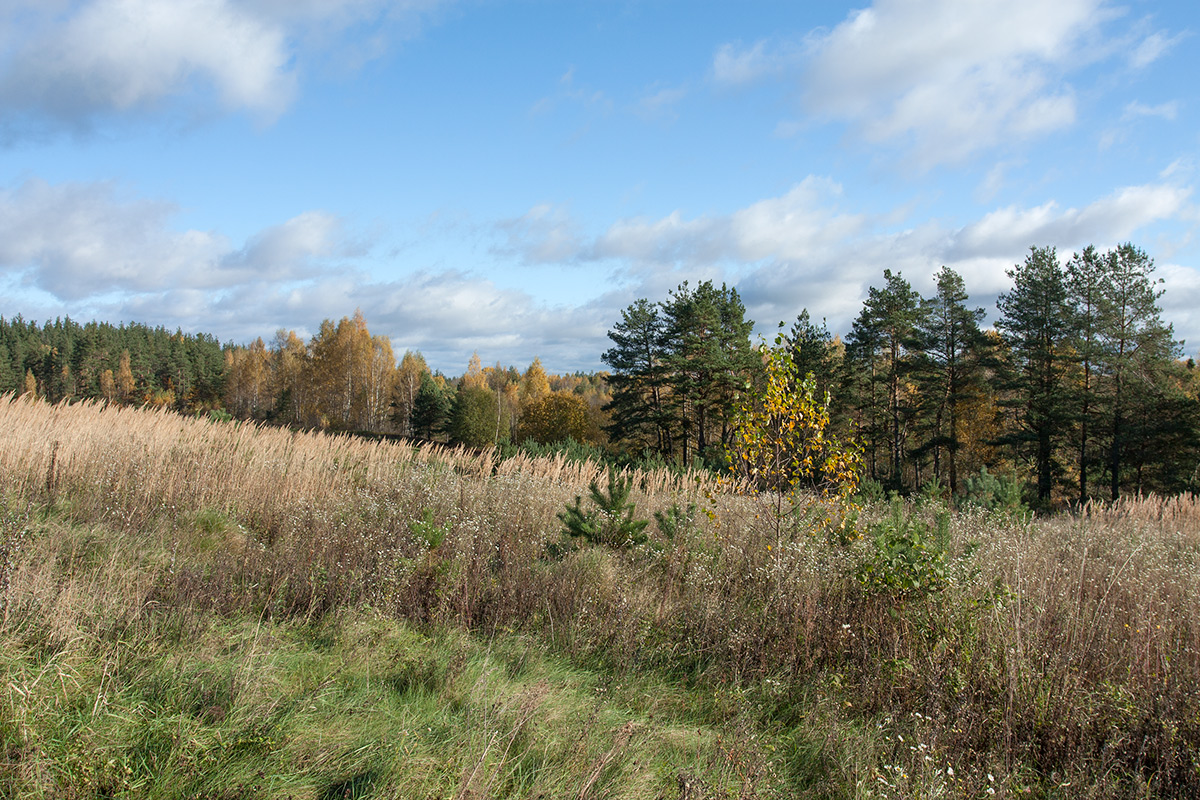 Залежь у Тиханово, image of landscape/habitat.