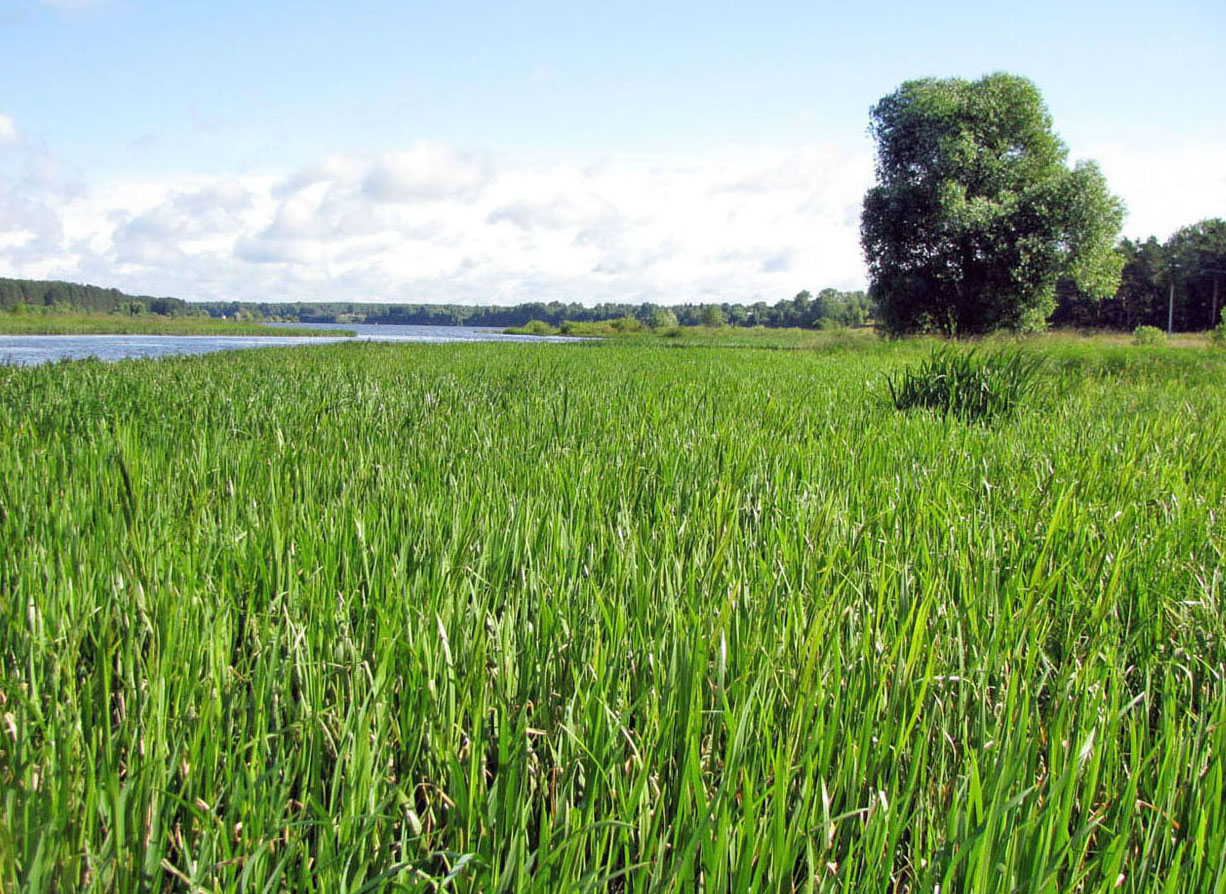 Рыбинское водохранилище, image of landscape/habitat.