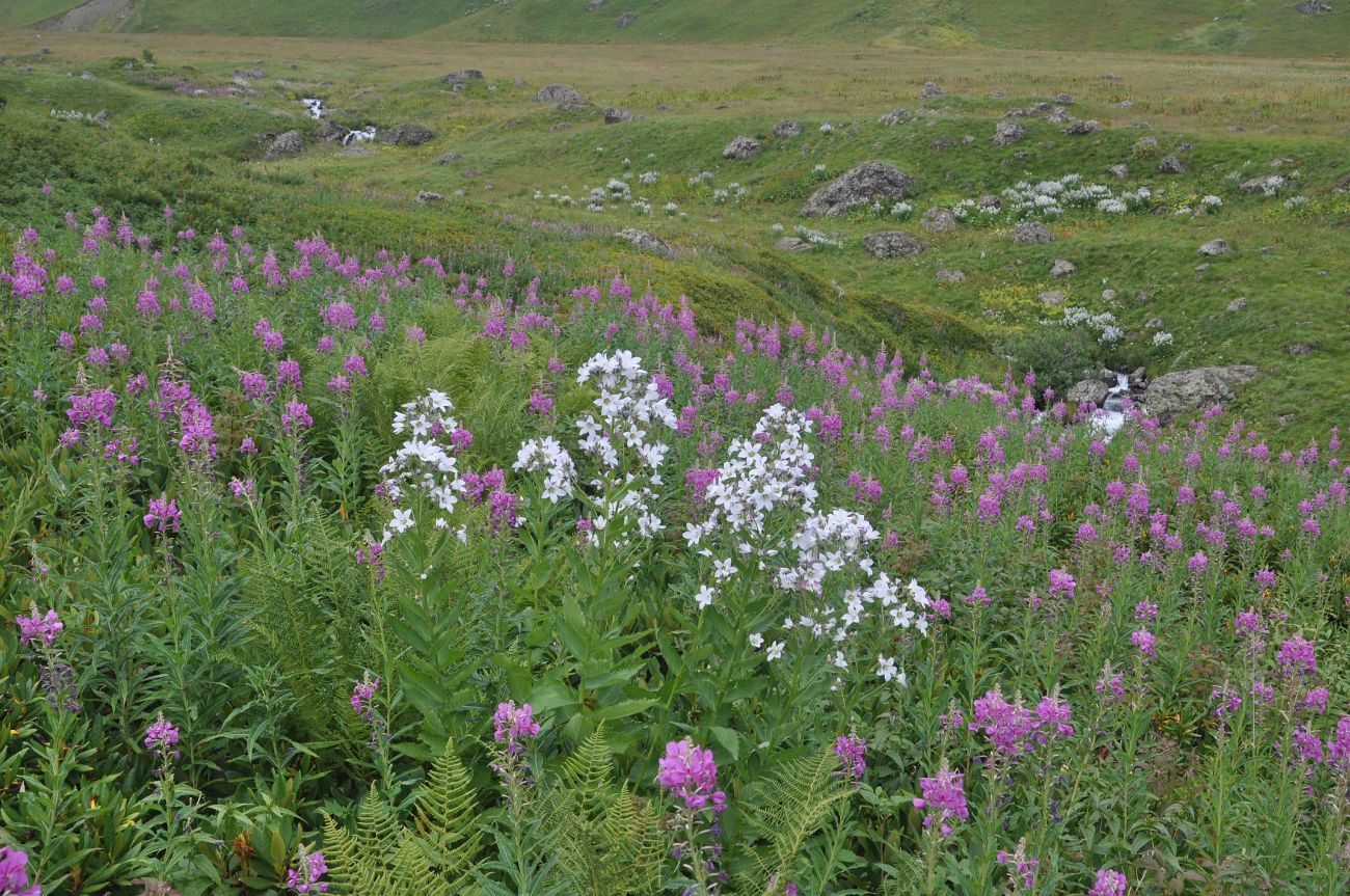 Долина реки Вулелаури, image of landscape/habitat.