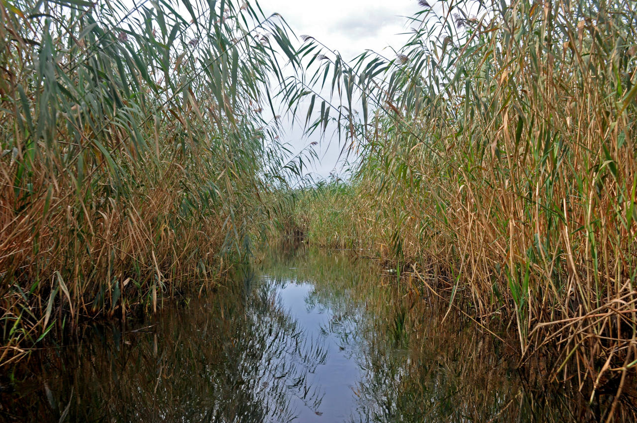 Окрестности села Воскресеновка, image of landscape/habitat.