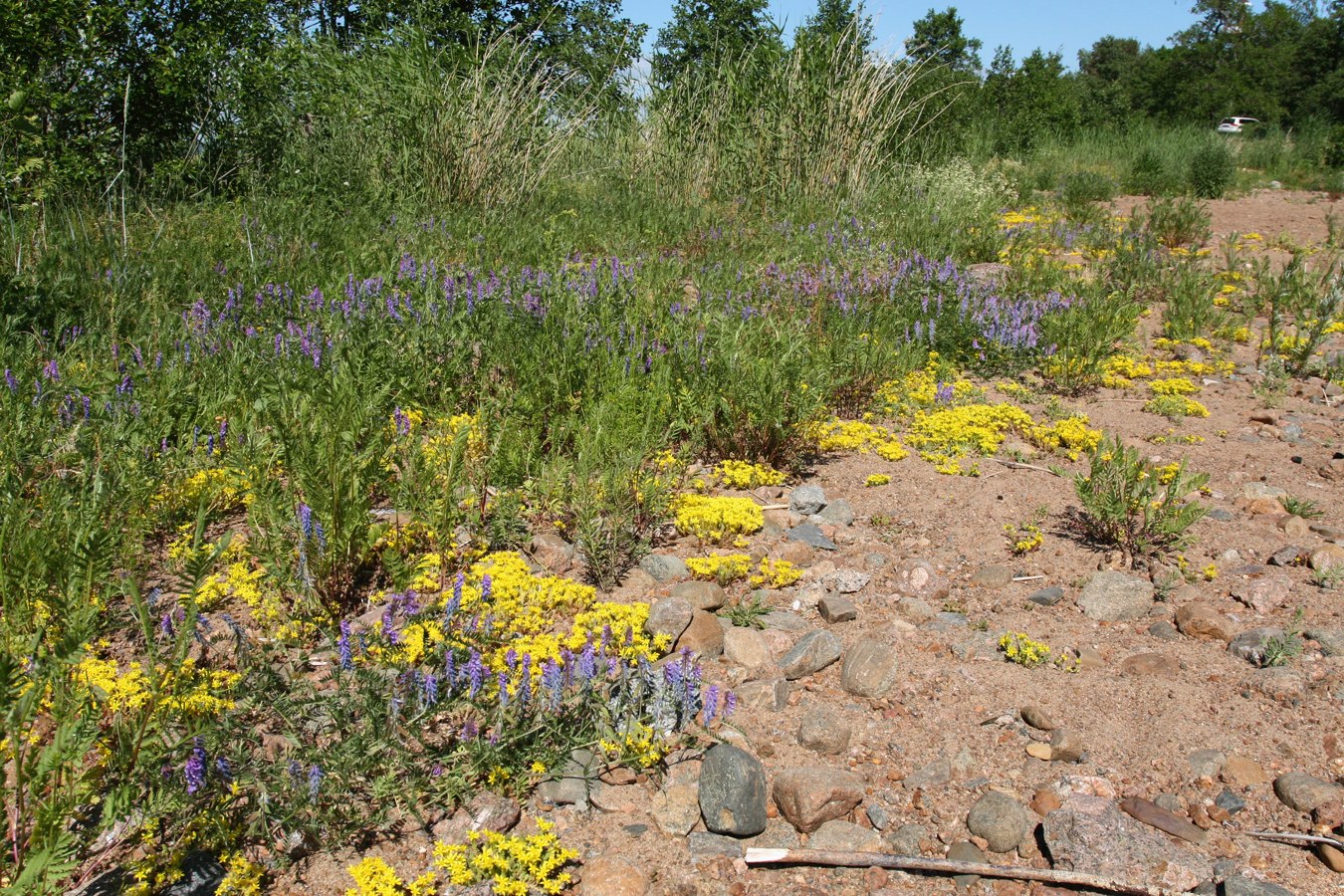 Шепелёвский маяк, image of landscape/habitat.