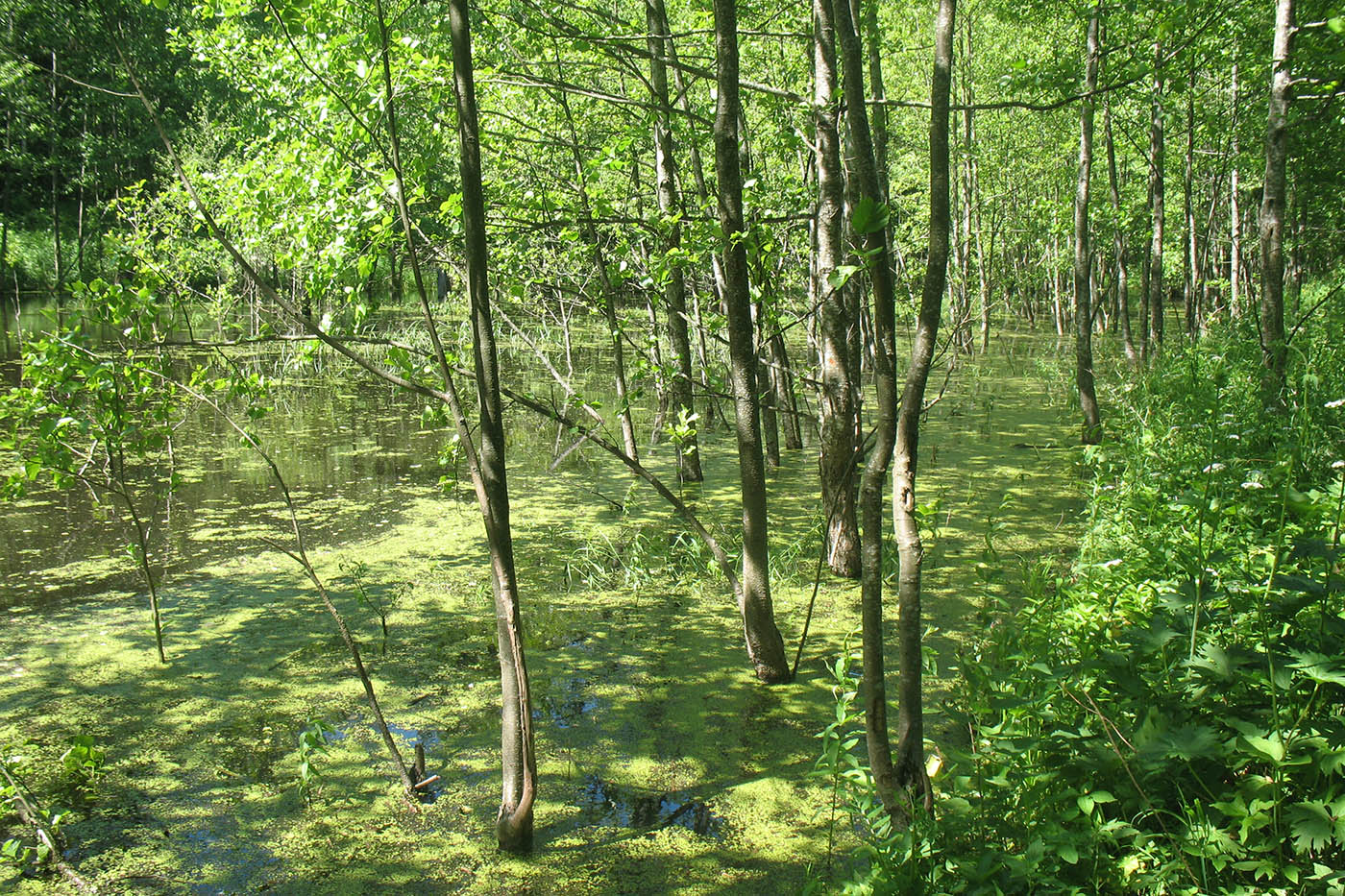 Приокско-Террасный заповедник, image of landscape/habitat.