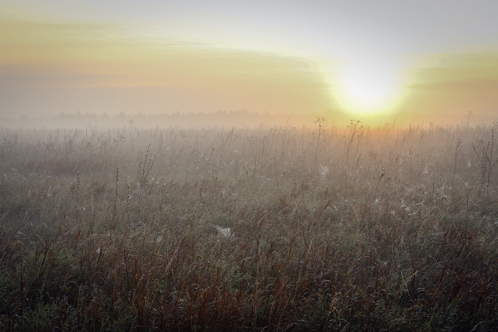 Окрестности села Красный Бор, image of landscape/habitat.