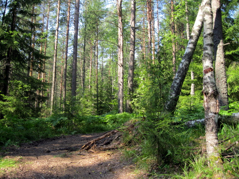 Озеро Щучье (Комарово), image of landscape/habitat.