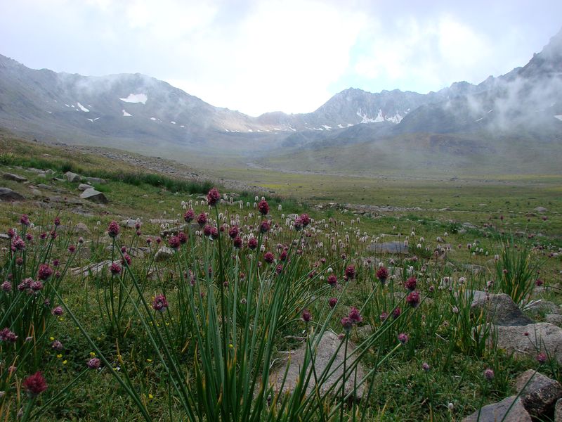 Чаткальский заповедник, image of landscape/habitat.