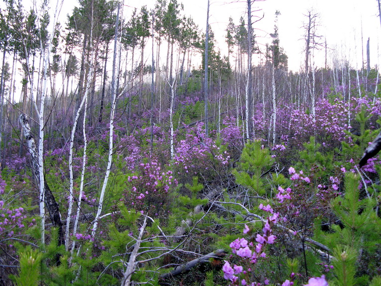 Аххол, image of landscape/habitat.