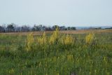 Шипов лес, image of landscape/habitat.