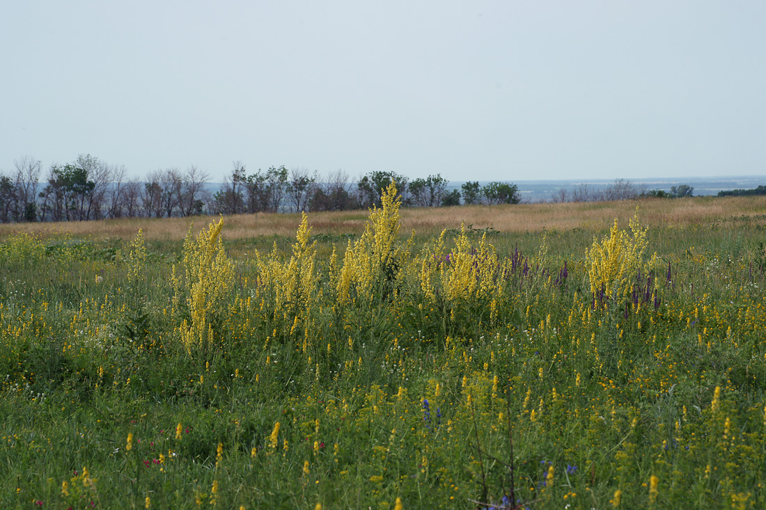 Шипов лес, image of landscape/habitat.