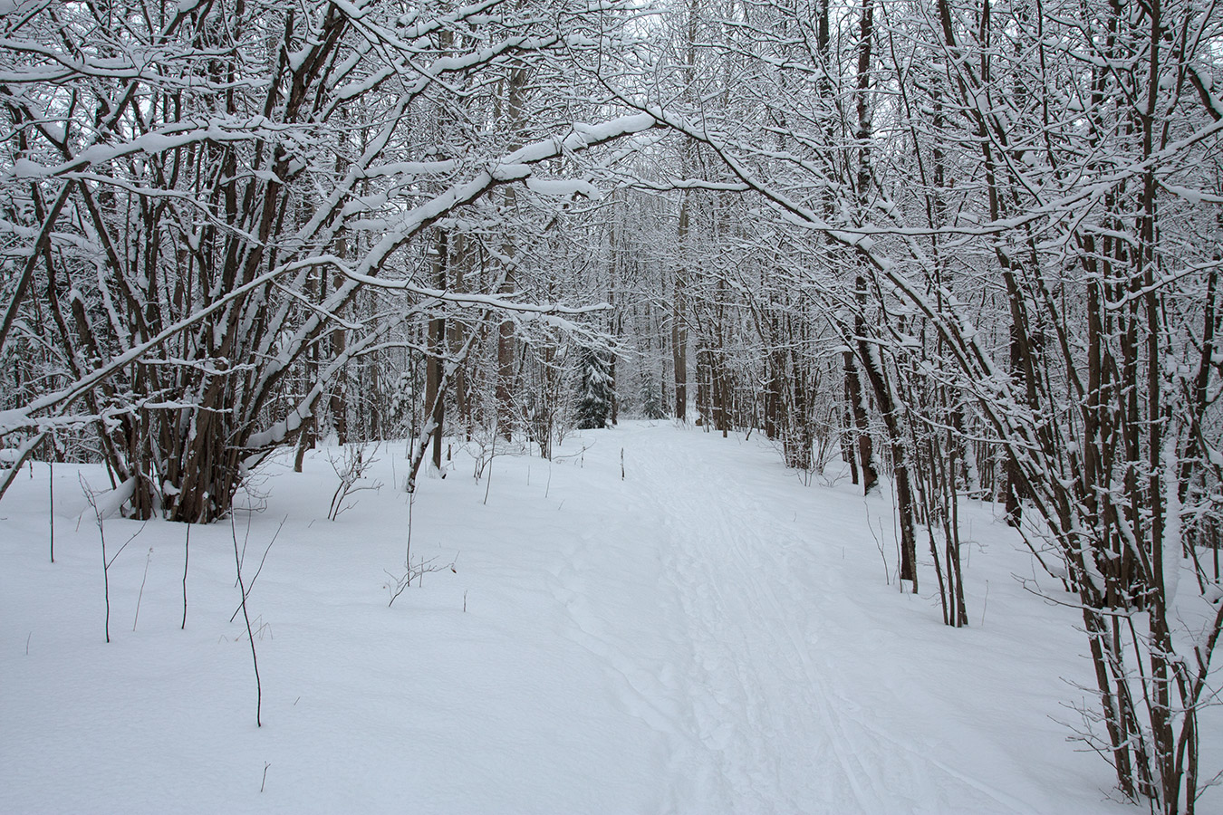 Дудергофские высоты, image of landscape/habitat.