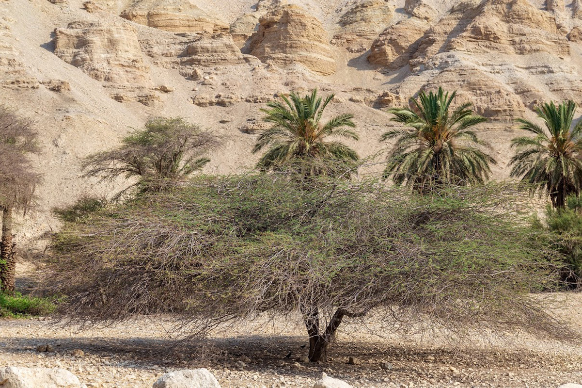 Эйн-Геди, image of landscape/habitat.