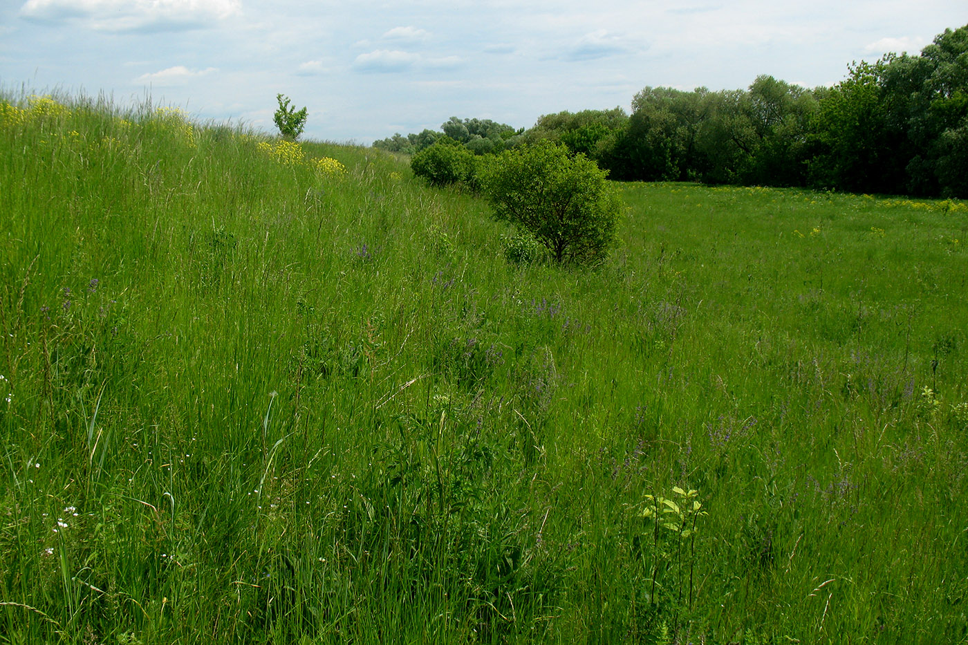 Приокско-Террасный заповедник, изображение ландшафта.