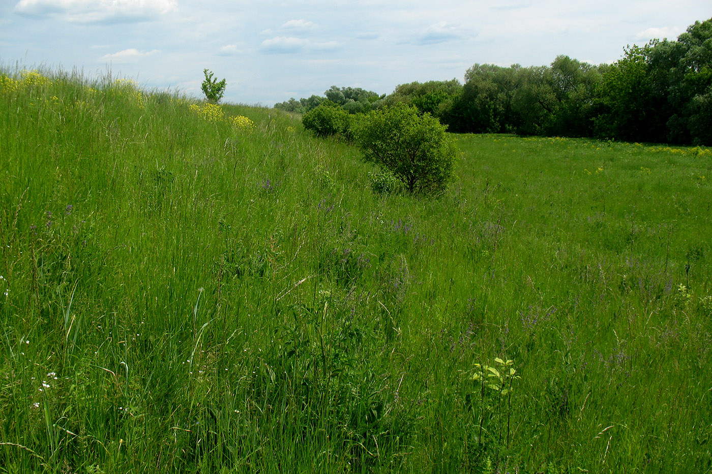 Приокско-Террасный заповедник, image of landscape/habitat.