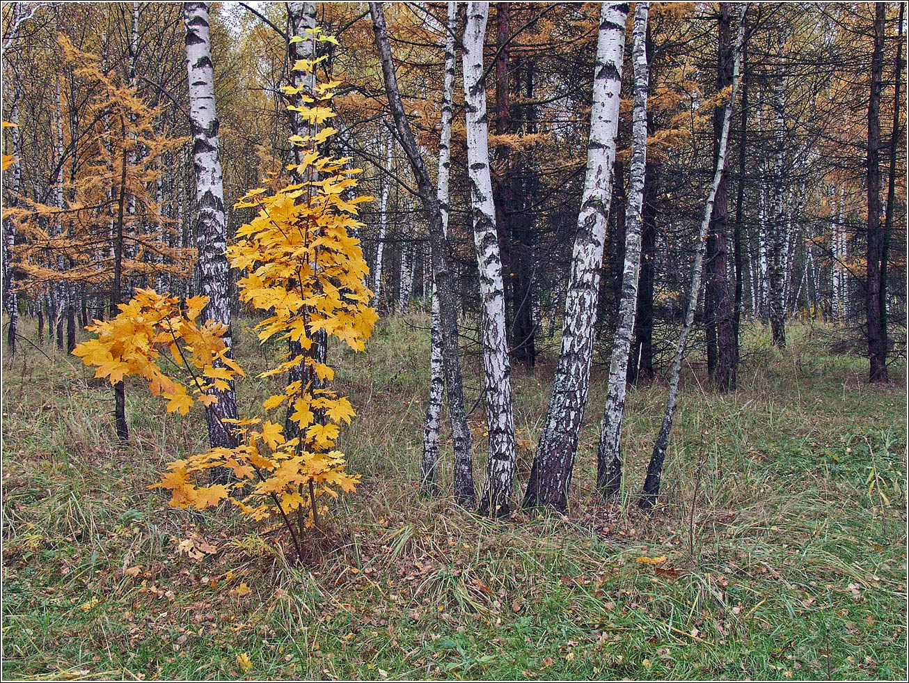 Кузьминский лесопарк, изображение ландшафта.
