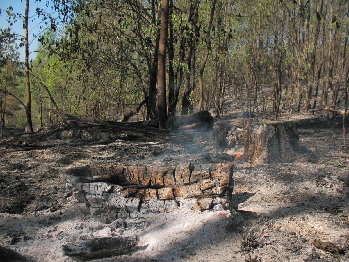 Горелый лес, image of landscape/habitat.
