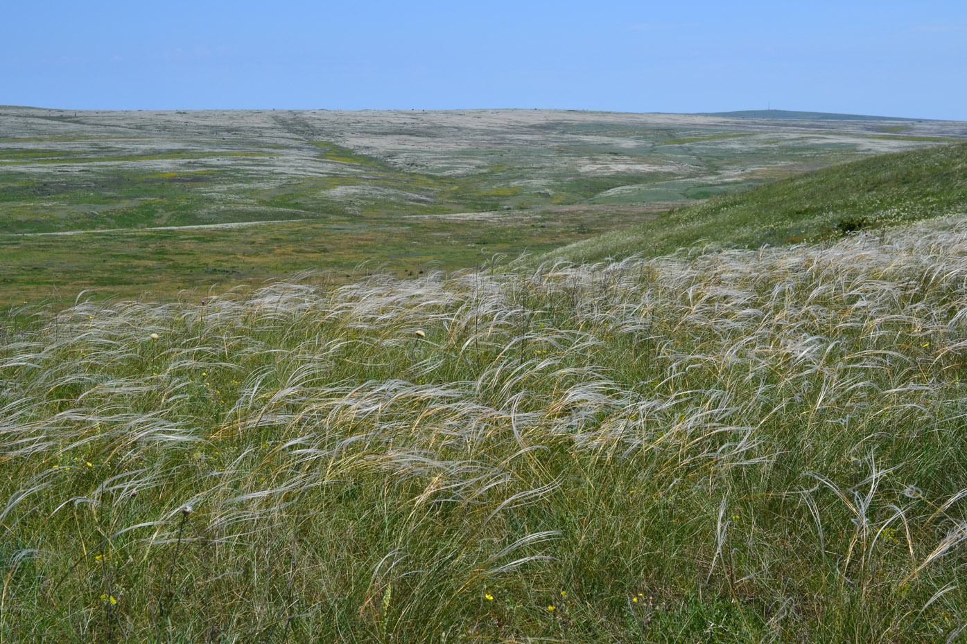 Караларская степь, image of landscape/habitat.