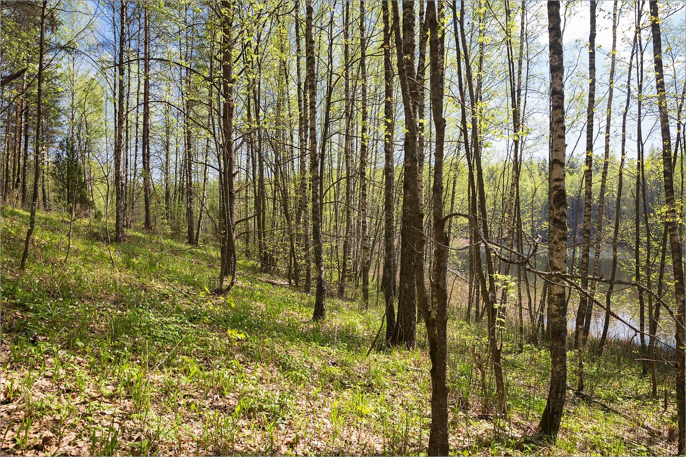 Верято, image of landscape/habitat.