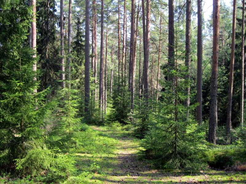 Озеро Щучье (Комарово), image of landscape/habitat.