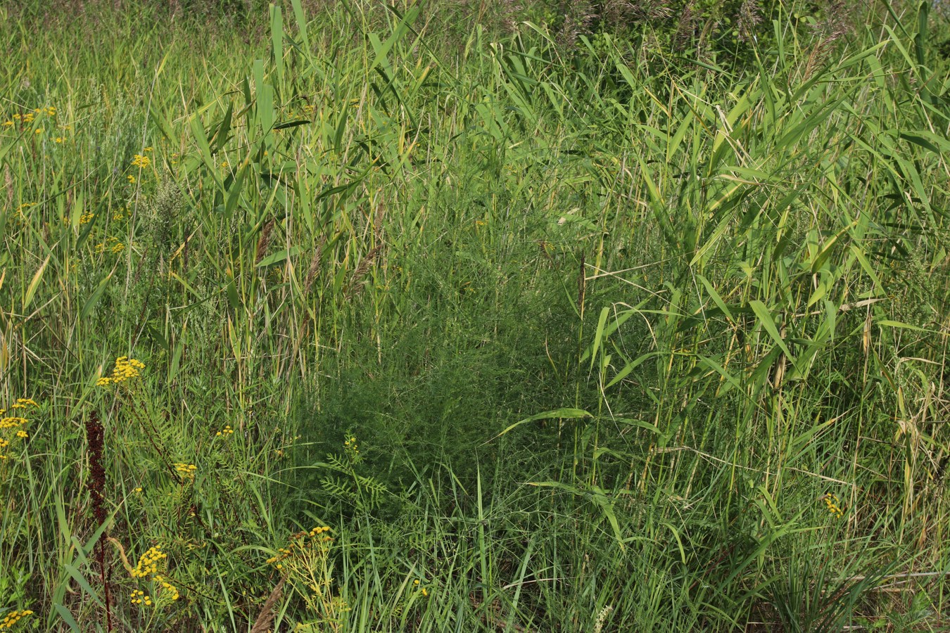 Окрестности деревни Выбье, image of landscape/habitat.