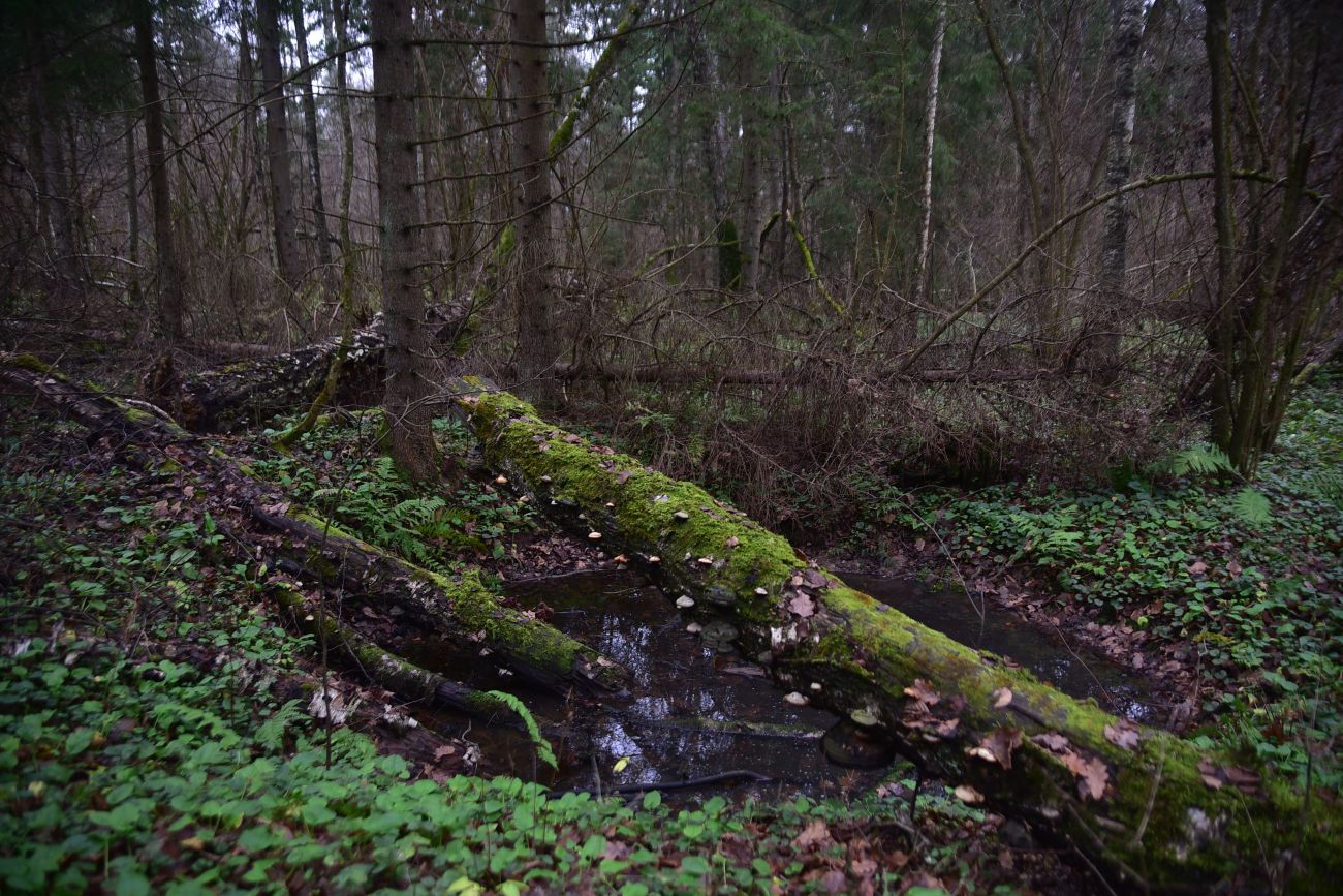 Смолкина поляна, image of landscape/habitat.
