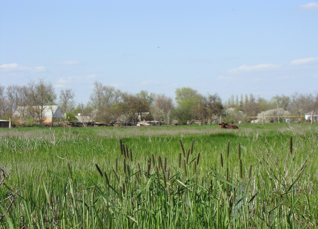 Сага, image of landscape/habitat.